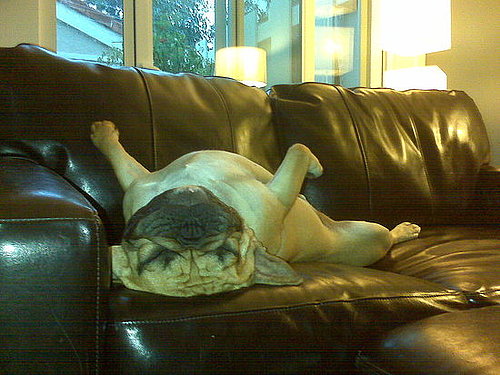 Pet Pics on Petsugar 2008-10-02 08:00:58