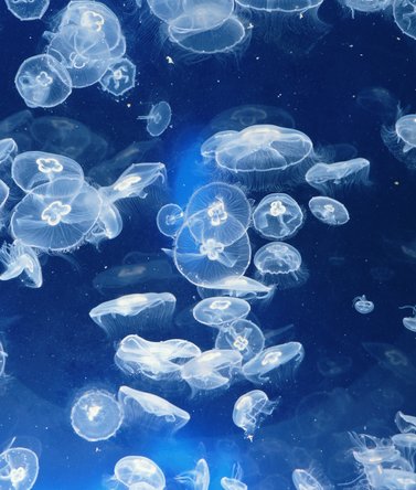 Crystal Jellyfish Lend a Hand to Medical Field
