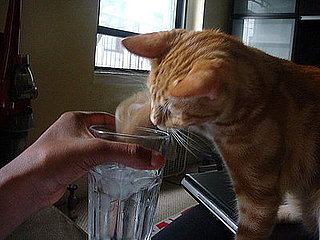 Pet Pics on Petsugar 2008-10-13 08:00:10