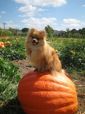 Pet Pics on Petsugar 2008-10-07 07:00:19