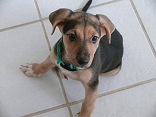 Pet Pics on Petsugar 2008-10-08 08:00:59
