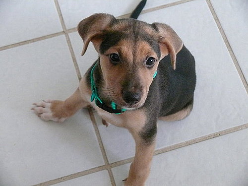 Pet Pics on Petsugar 2008-10-08 08:00:59