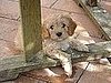 Pet Pics on Petsugar 2008-10-10 08:00:11