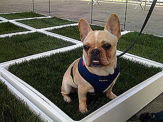 Porch Potty at Worldwide Fido Awards
