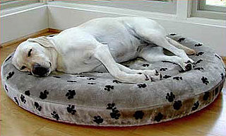 SnoozAir Bed for Dogs