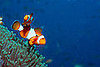 Guess What Fish?