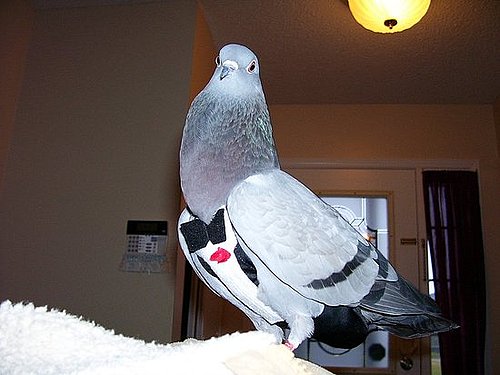 Pet Pics on Petsugar 2008-10-09 08:00:41
