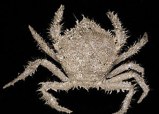 278 New Ocean Species Found off Tasmania