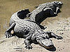Alligator or Crocodile