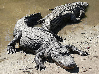 Alligator or Crocodile