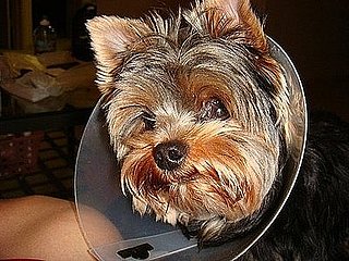 Pet Pics on Petsugar 2008-10-15 08:00:38