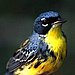 Kirtland's Warbler