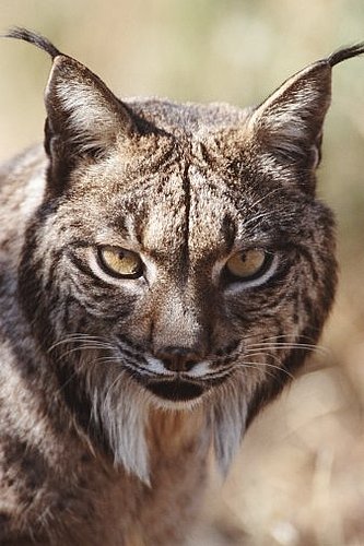 The Iberian Lynx The Iberian Lynx