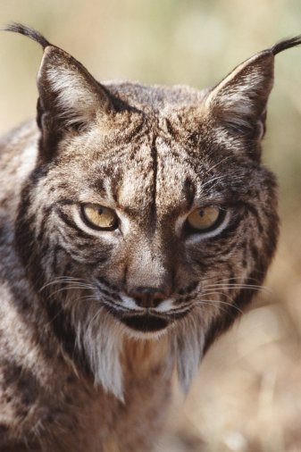 The Iberian Lynx The Iberian Lynx
