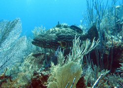 The Black Grouper The Black Grouper