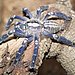 The Peacock Parachute Tarantula