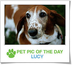 Pet Pics on Petsugar 2008-10-23 07:00:21