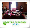 Pet Pics on Petsugar 2008-10-24 07:00:15
