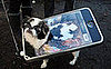 Petsugar Weekly Recap Quiz 2008-10-25 07:00:15