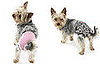 Dog Model Dog Panties