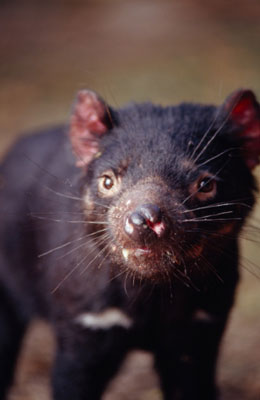 The Tasmanian Devil The Tasmanian Devil