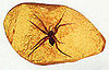 Spiders Among The Oldest Creatures