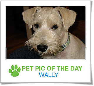 Pet Pics on Petsugar 2008-10-30 08:00:17