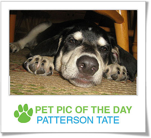 Pet Pics on Petsugar 2008-11-03 07:00:53