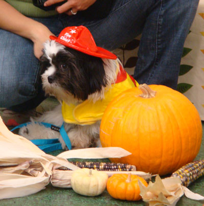 Firefighter Dog Firefighter Dog