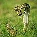 Rattlesnake