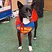 Super Dog! 