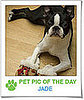 Pet Pics on Petsugar 2008-11-06 08:00:16