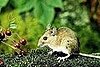 Can You Tell the Difference Between a Mouse and a Hamster?