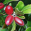 Meet The Miracle Berry