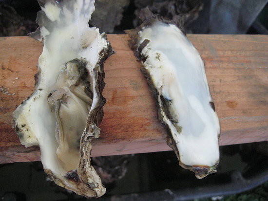 How to Shuck an Oyster
