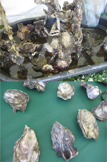 Oysters are grown in two ways:
1. In clusters attached to one another
2. As single shells
Restaurants prefer single shell, farmed oysters because the shapes are mostly uniform.
Oysters are grown in two ways:
1. In clusters attached to one another
2. As single shells
Restaurants prefer single shell, farmed oysters because the shapes are mostly uniform.