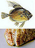 John Dory