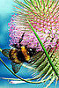 Honey Bees Disappearing, Food Supply in Danger