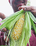 White-Cheddar Corn Chowder White-Cheddar Corn Chowder