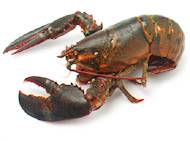 Summer Clambake Summer Clambake