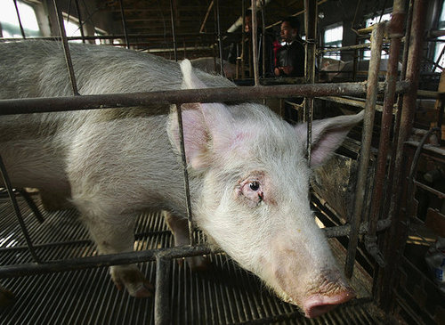 PETA Releases Disturbing Pig Farm Video 
