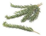 Rosemary Ruby Cocktails