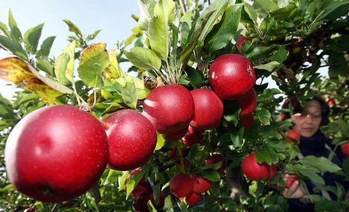 What Would You Make? Apples