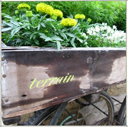 Terrain
