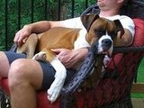 One big lap dog