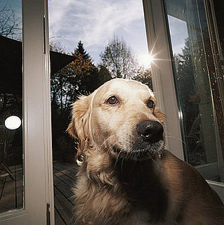 Blood Donors and Pet Food Banks Are Subtle Signs of the Times