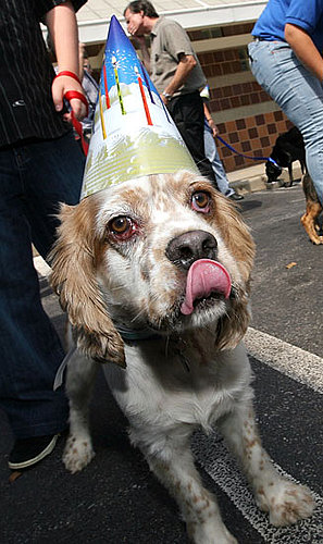 Tips For a Pet-Safe New Year's Eve Party!