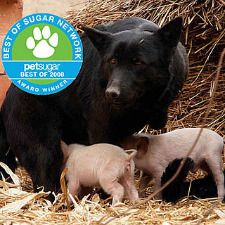 Biggest Headlines of 2008: Furry Heroes Save the Day!