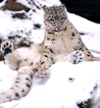 Arctic Animals Most Active on Snowy, Winter Days at the Zoo