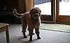 PetSugar Street Team: Neo-Paws Keep Paws Good As New